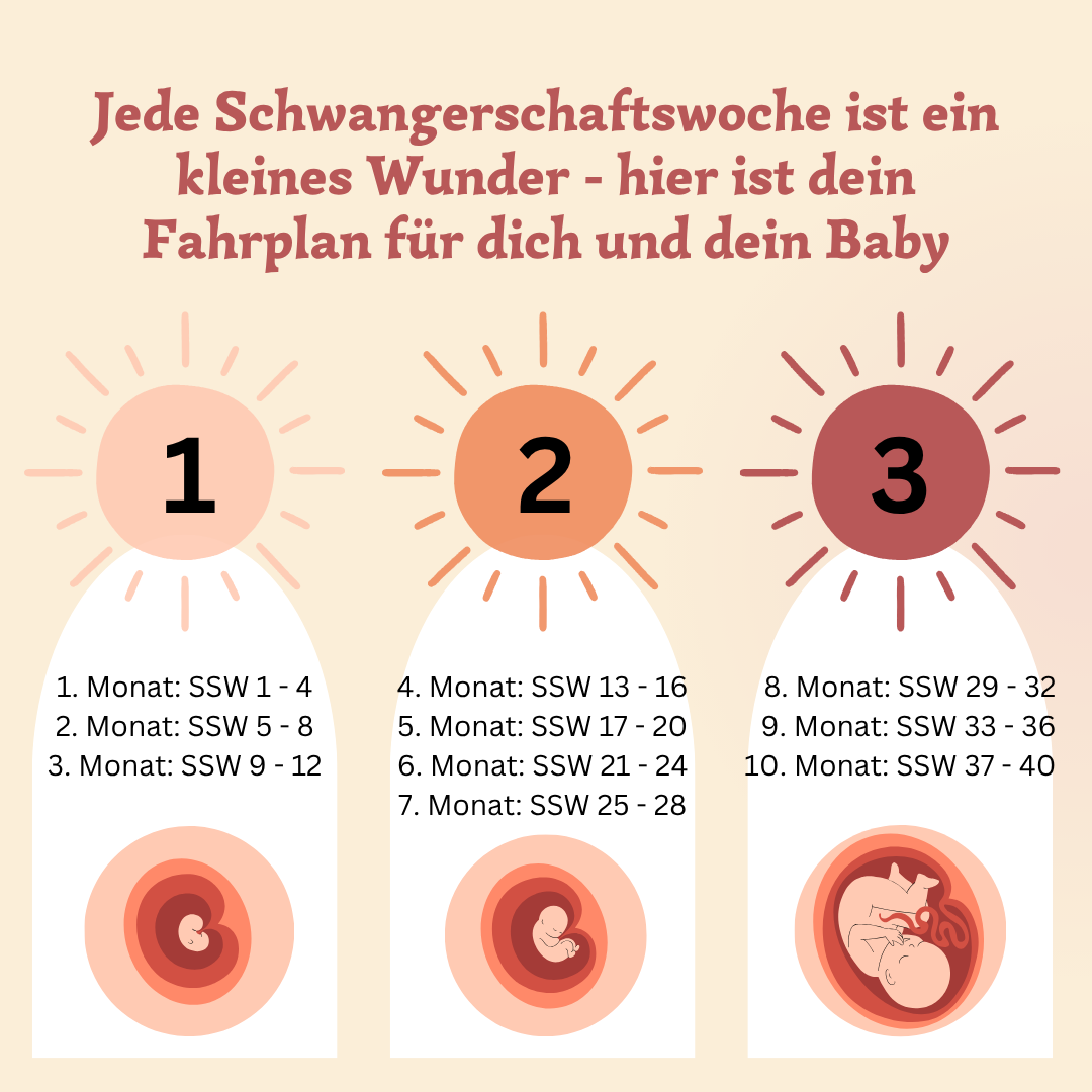 Trimester, Meilensteine & Hebammen-Wissen: Alles, was Du jetzt wissen musst – Bild 2