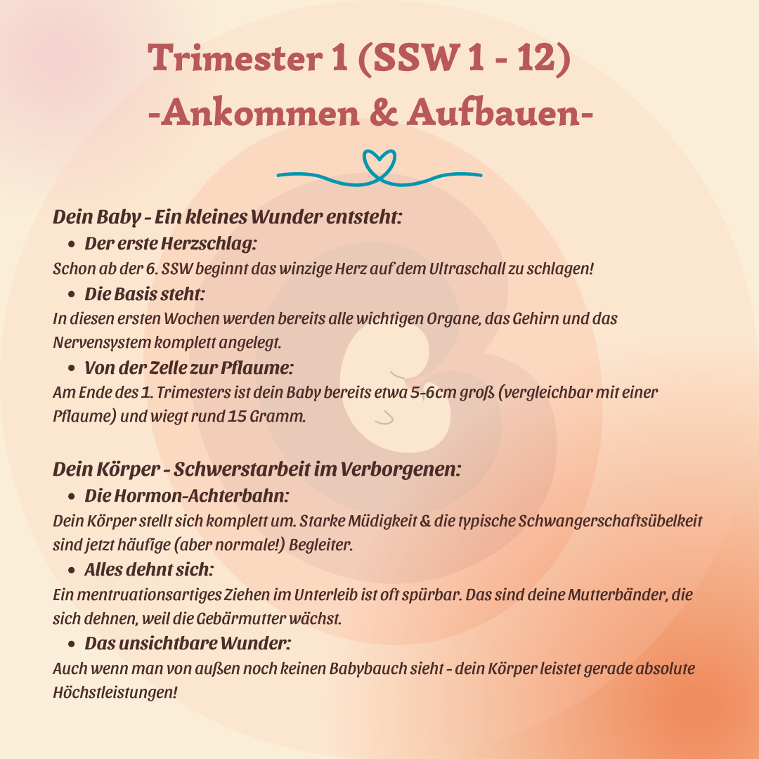 Trimester, Meilensteine & Hebammen-Wissen: Alles, was Du jetzt wissen musst – Bild 3
