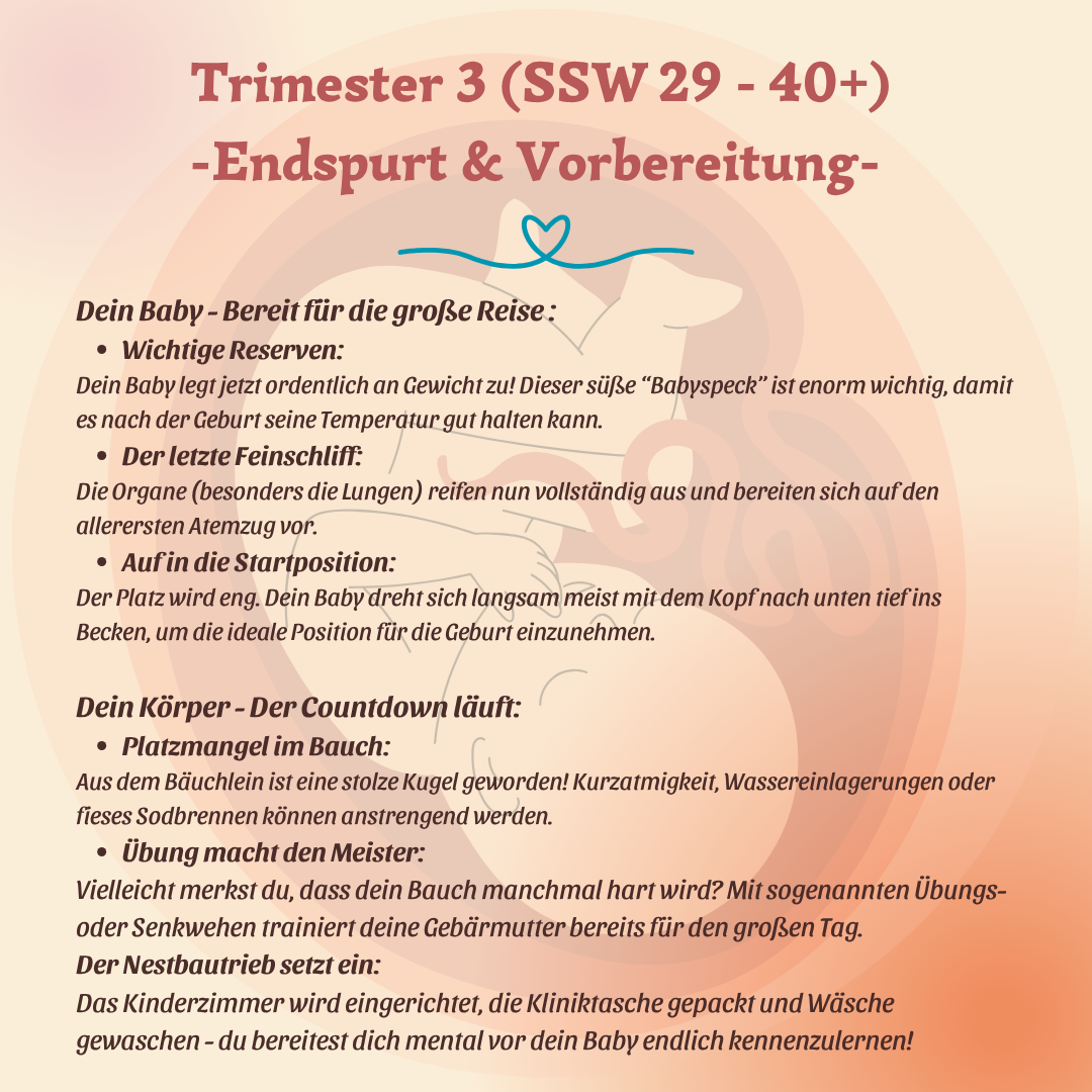 Trimester, Meilensteine & Hebammen-Wissen: Alles, was Du jetzt wissen musst – Bild 5
